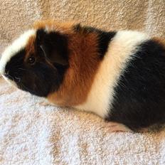 Marsvin BULDER fra Vejen