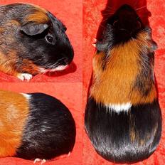 Marsvin Solstråles JESSICA