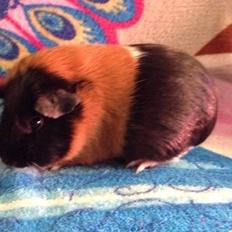 Marsvin Solstråles JESSICA