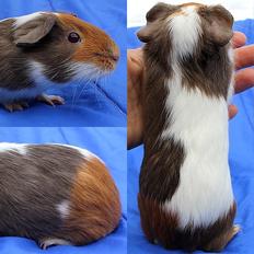 Marsvin NORUP fra Nakskov