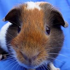 Marsvin NORUP fra Nakskov