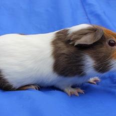 Marsvin NORUP fra Nakskov