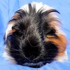 Marsvin FLACON von Dream