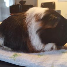 Marsvin FLACON von Dream