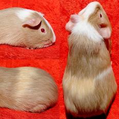 Marsvin Koreskas GALATEA