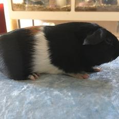 Marsvin Koreskas Ingolf