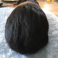 Marsvin Koreskas Ingolf