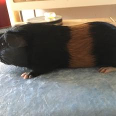 Marsvin Koreskas Ingolf