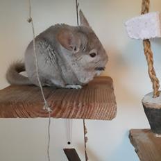 Chinchilla Chilla