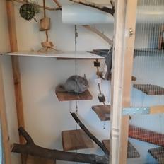 Chinchilla Chilla