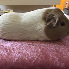 Marsvin Koreskas Å-susanne (Sofie)