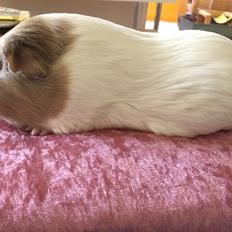 Marsvin Koreskas Å-susanne (Sofie)