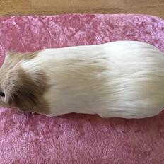 Marsvin Koreskas Å-susanne (Sofie)