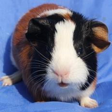 Marsvin Koreskas JERAMIAS