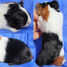 Marsvin Koreskas JAGO