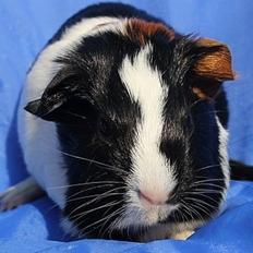 Marsvin Koreskas JAGO