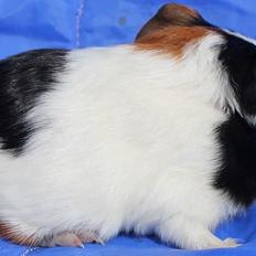 Marsvin Koreskas JAGO