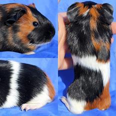 Marsvin Koreskas JONATHAN