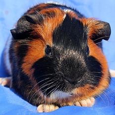 Marsvin Koreskas JONATHAN