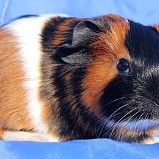 Marsvin Koreskas JONATHAN