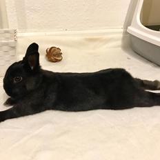 Kanin Niko |Hermelin|