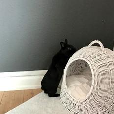 Kanin Niko |Hermelin|