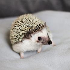 Pindsvin Dk Hedgies by Hintze's Baby
