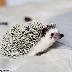 Pindsvin Dk Hedgies by Hintze's Baby