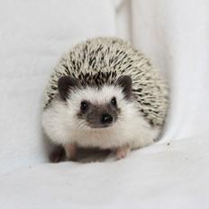 Pindsvin Dk Hedgies by Hintze's Baby