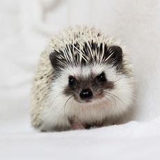 Pindsvin APL Age of Beauty 