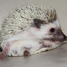 Pindsvin DRM Burgandy Rose 