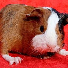 Marsvin Koreskas JENNY