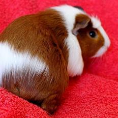 Marsvin Møllenbergs ELIZA