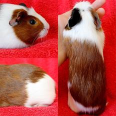 Marsvin Møllenbergs ELIZA