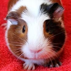 Marsvin Møllenbergs ELIZA