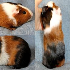 Marsvin Møllenbergs FEJL 40