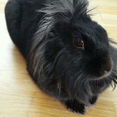 Kanin Snutti