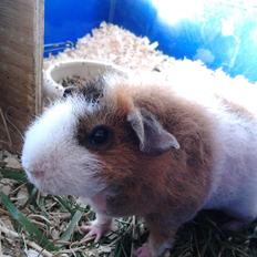 Marsvin Speedy (skinny)