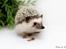 Pindsvin Dk Hedgies by Hintze's Baby