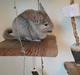 Chinchilla Chilla