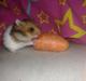 Hamster Pascal *Himmel hamster*