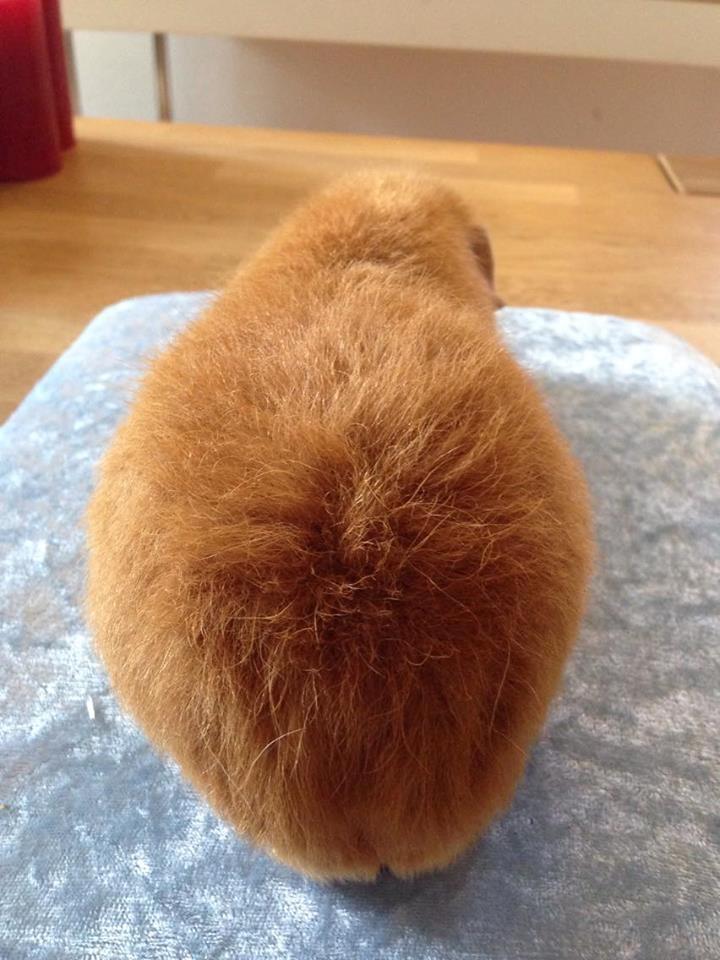 Marsvin Pluto billede 4