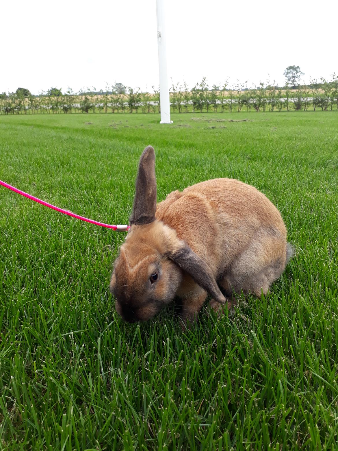 Kanin Moslunds Zafira billede 7