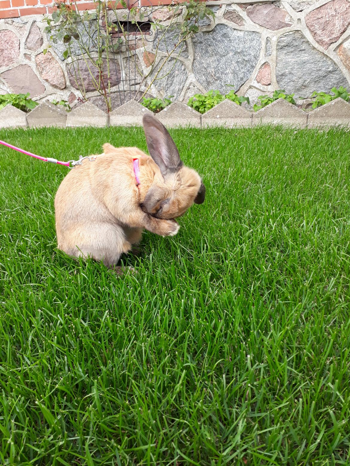 Kanin Moslunds Zafira billede 2