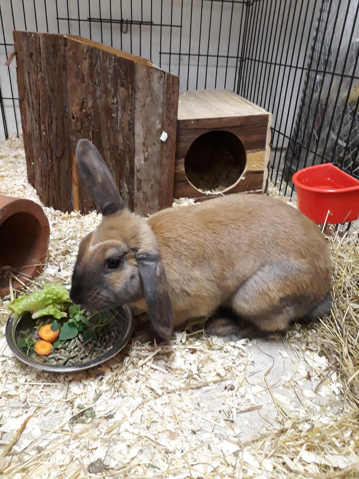 Kanin Moslunds Zafira billede 3