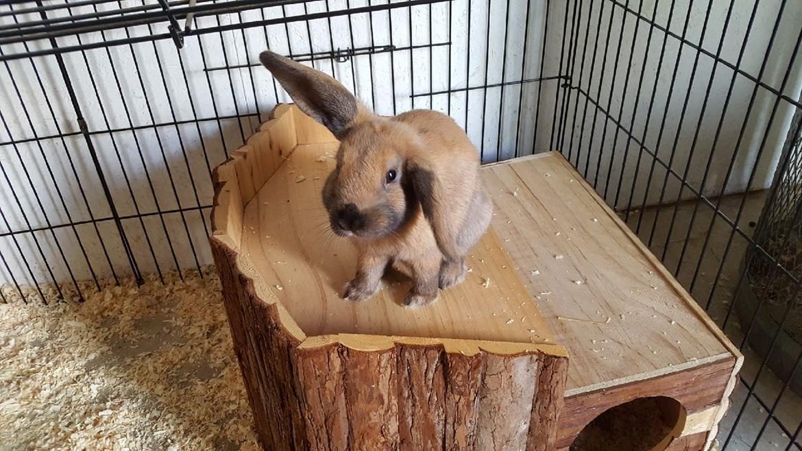 Kanin Moslunds Zafira billede 4