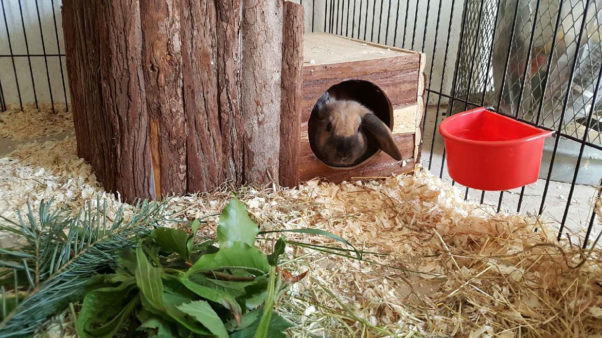 Kanin Moslunds Zafira billede 6