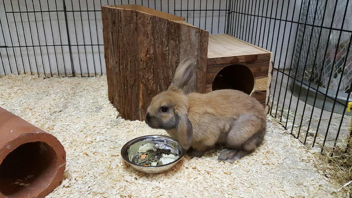 Kanin Moslunds Zafira billede 5