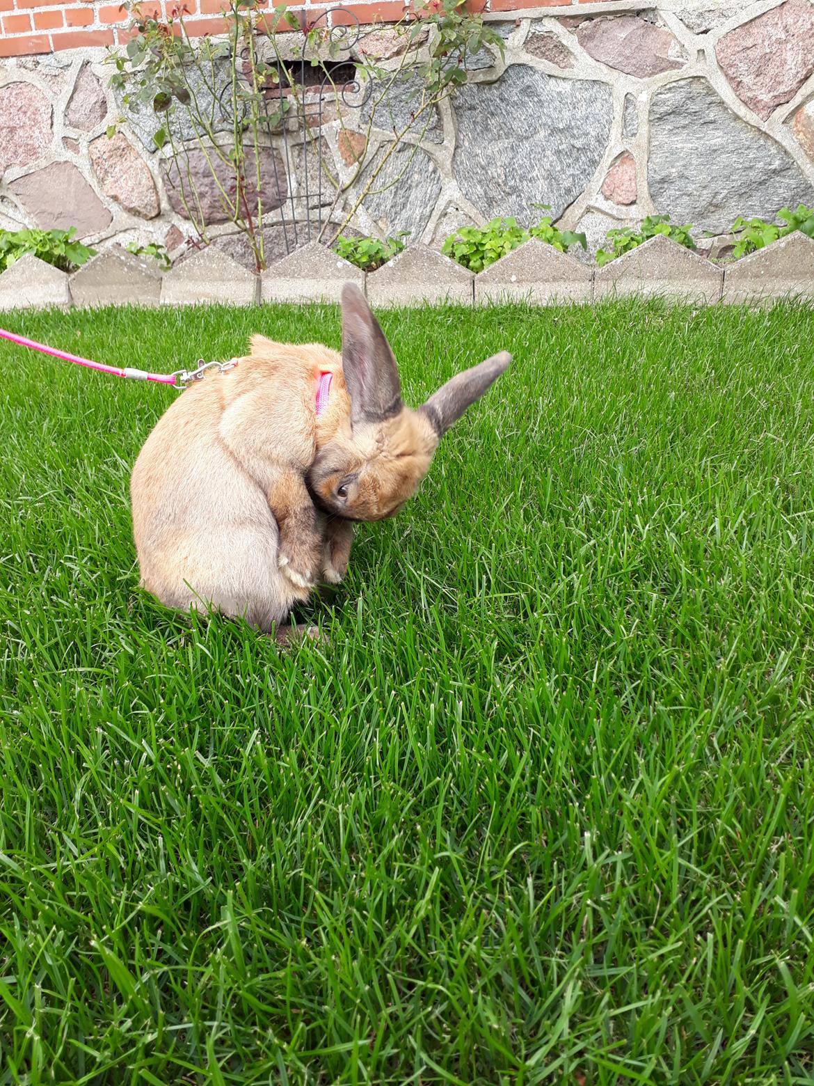 Kanin Moslunds Zafira billede 9