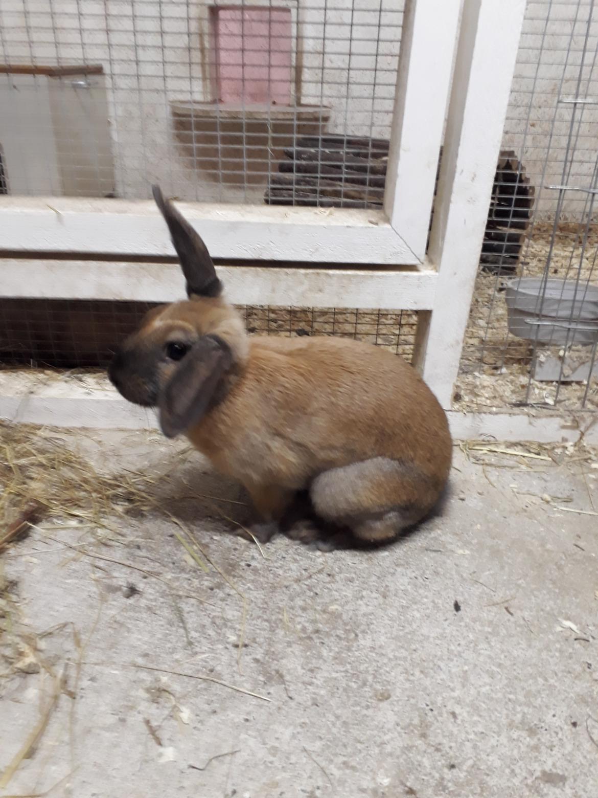 Kanin Moslunds Zafira billede 10